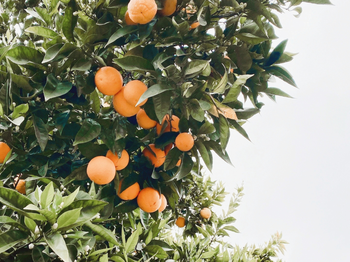 <b>What Does Vitamin C Do To The Skin</b>